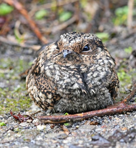 Band-winged Nightjar