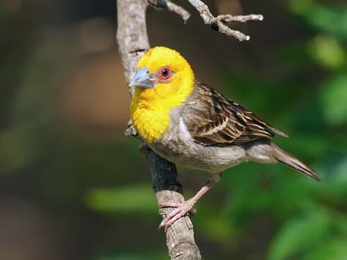 Sakalava Weaver