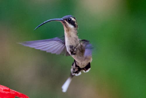 Long-billed Hermit