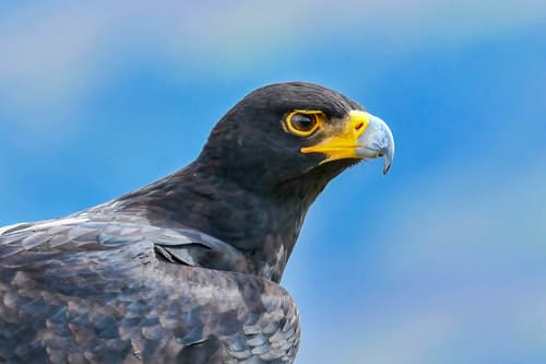 Verreaux's Eagle