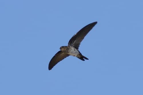 Cave Swiftlet