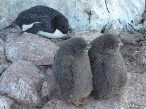 Adélie Penguin