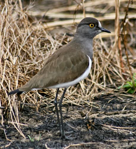 Senegal Lapwing