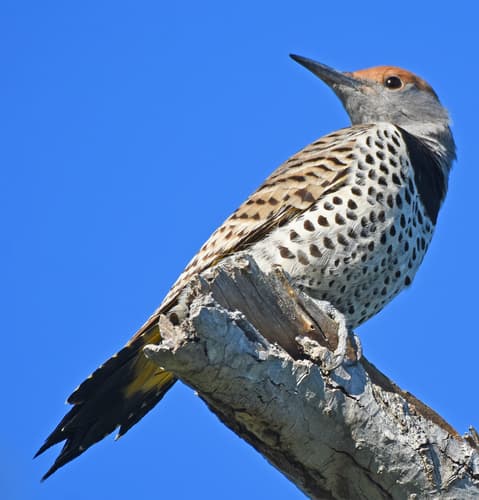 Gilded Flicker