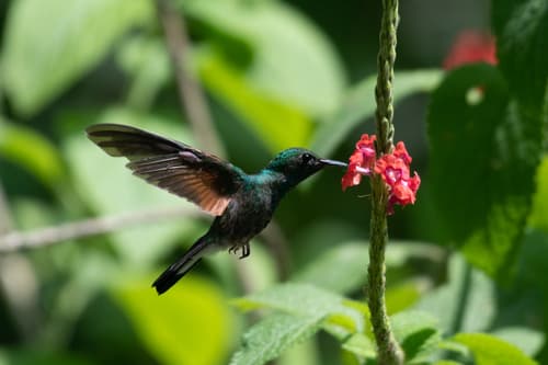 Stripe-tailed Hummingbird
