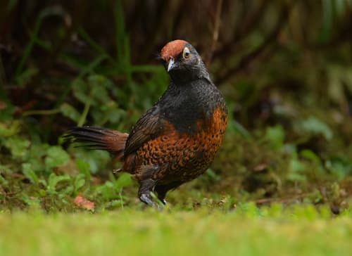 Black-throated Huet-huet