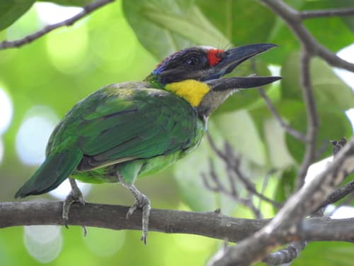 Gold-whiskered Barbet