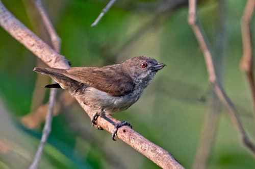 Thick-billed Flowerpecker