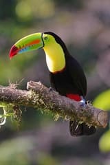 Keel-billed Toucan
