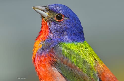 Painted Bunting