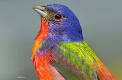 Painted Bunting
