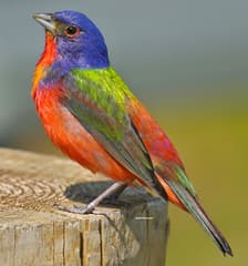 Painted Bunting