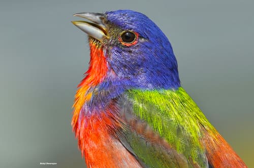 Painted Bunting