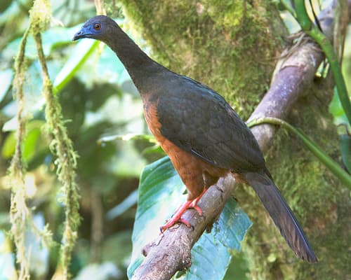 Sickle-winged Guan