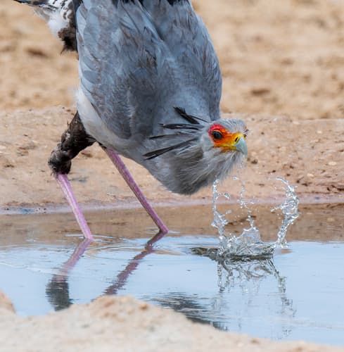 Secretarybird