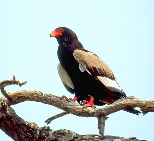 Bateleur