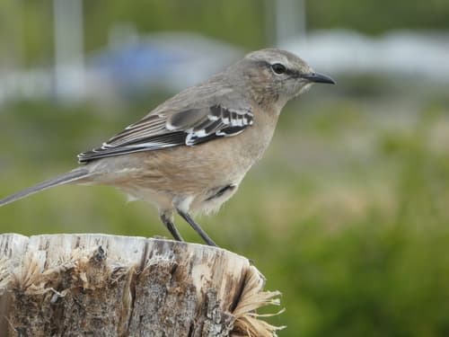 Patagonian Mockingbird