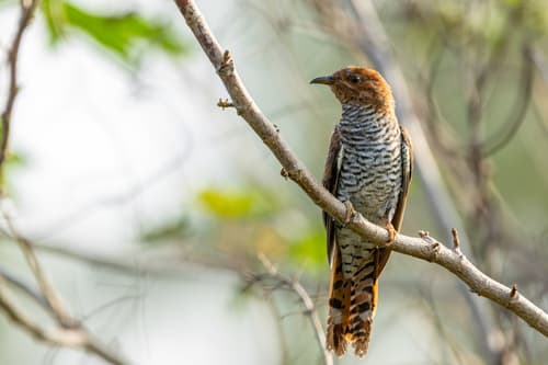 Grey-bellied Cuckoo