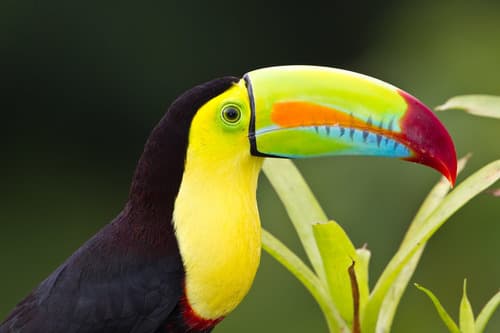 Keel-billed Toucan
