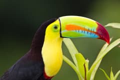Keel-billed Toucan