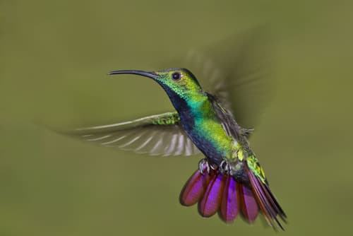 Green-breasted Mango