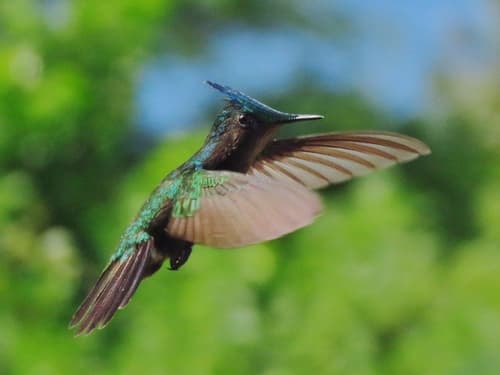 Antillean Crested Hummingbird