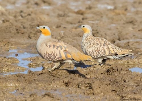 Spotted Sandgrouse
