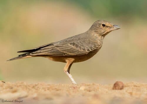 Rufous-tailed Lark