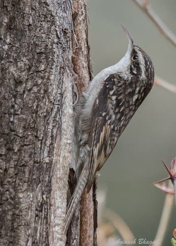 Bar-tailed Treecreeper