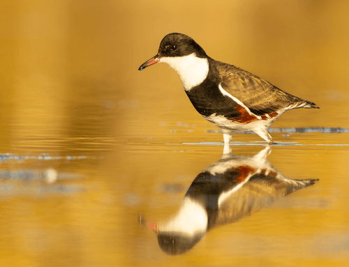 Red-kneed Dotterel