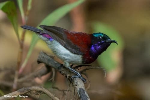 Crimson-backed Sunbird