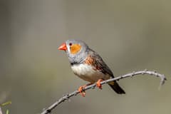 Zebra Finch