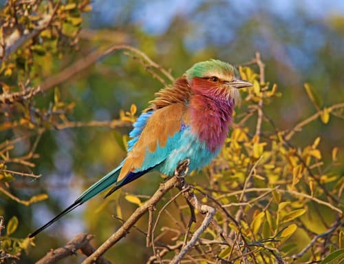 Lilac-breasted Roller