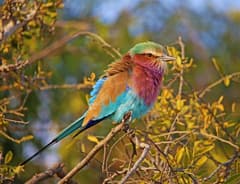Lilac-breasted Roller