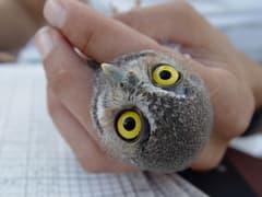 Elf Owl