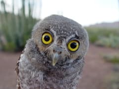 Elf Owl