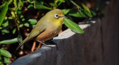 Orange River White-eye