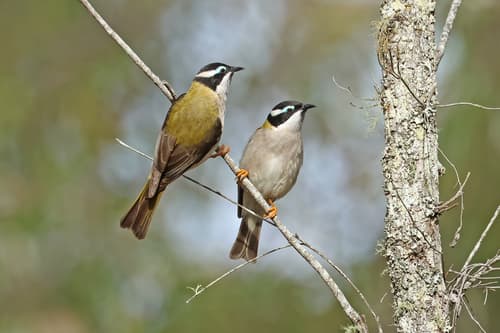 Black-chinned Honeyeater