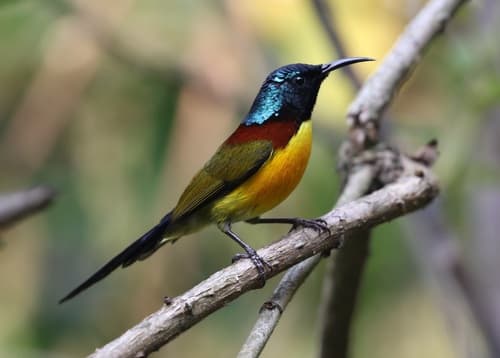 Green-tailed Sunbird