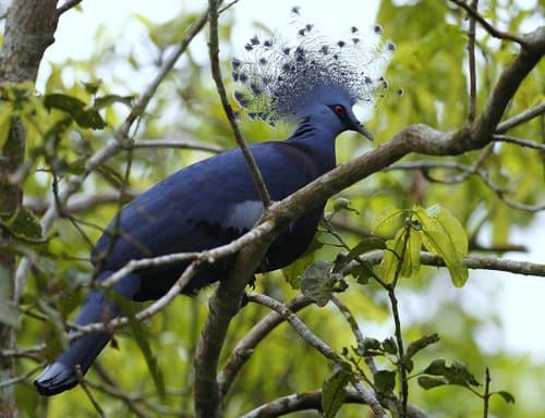 Victoria Crowned Pigeon