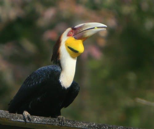 Wreathed Hornbill