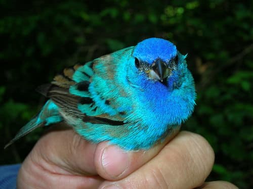 Indigo Bunting