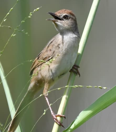 Tawny Grassbird