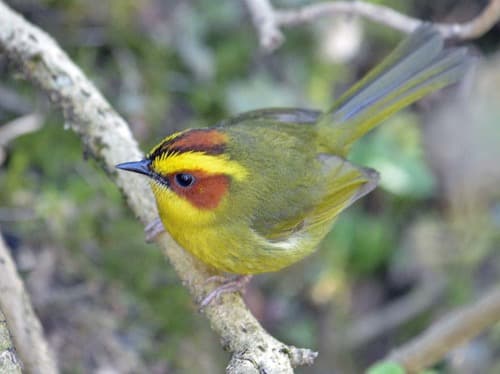 Golden-browed Warbler