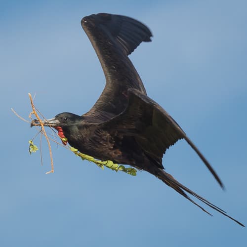 Magnificent Frigatebird