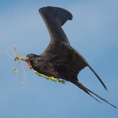 Magnificent Frigatebird