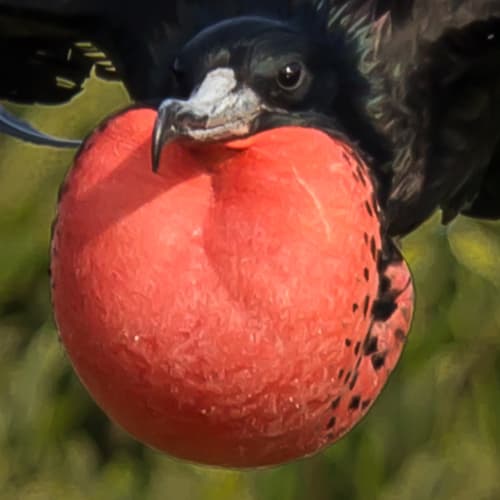 Magnificent Frigatebird