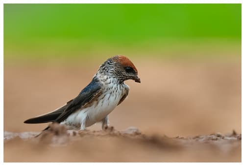 Streak-throated Swallow