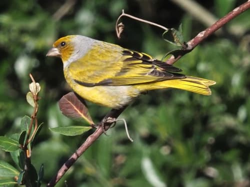 Cape Canary