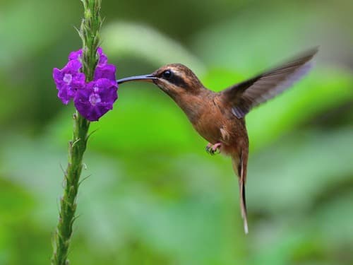 Stripe-throated Hermit